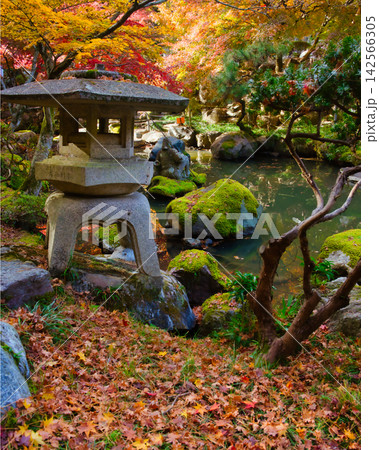 紅葉の名所/徳明園(群馬県高崎市) 紅葉の名所/徳明園(群馬県高崎市) 142566305
