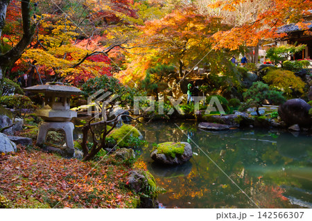 紅葉の名所/徳明園(群馬県高崎市) 紅葉の名所/徳明園(群馬県高崎市) 142566307