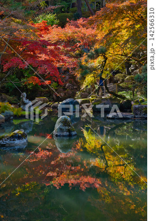 紅葉の名所/徳明園(群馬県高崎市) 紅葉の名所/徳明園(群馬県高崎市) 142566310