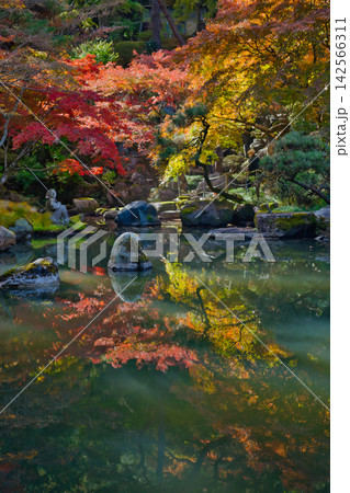 紅葉の名所/徳明園(群馬県高崎市) 紅葉の名所/徳明園(群馬県高崎市) 142566311