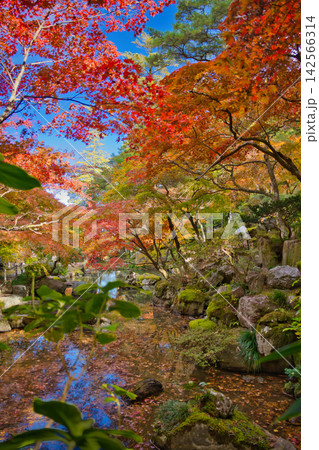 紅葉の名所/徳明園(群馬県高崎市) 紅葉の名所/徳明園(群馬県高崎市) 142566314