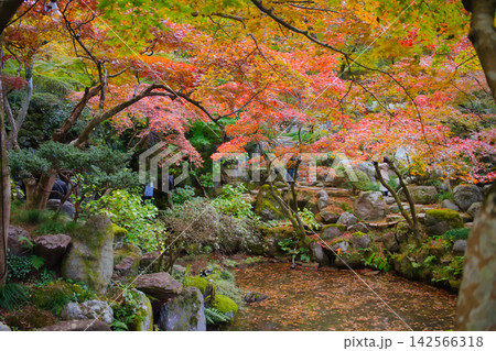 紅葉の名所/徳明園(群馬県高崎市) 紅葉の名所/徳明園(群馬県高崎市) 142566318