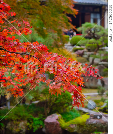 紅葉の名所/徳明園(群馬県高崎市) 紅葉の名所/徳明園(群馬県高崎市) 142566319