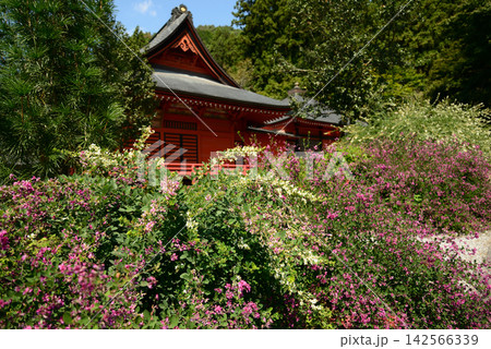 栃木県鹿沼市常楽寺 初秋を彩る紅白の萩の花と朱色のお堂 142566339