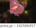 夕暮れの光に美しく透き通るピンクのカンパニュラの花 142566457