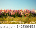 青空の下に色鮮やかに咲き誇るルピナスの花畑と春の風景 142566458