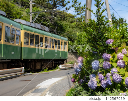 江ノ電と沿線の紫陽花のある風景 江ノ電と沿線の紫陽花のある風景 142567039
