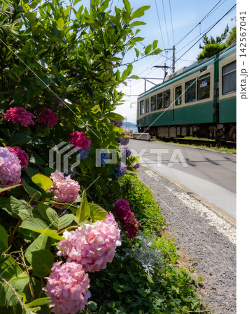 江ノ電と沿線の紫陽花のある風景 142567041