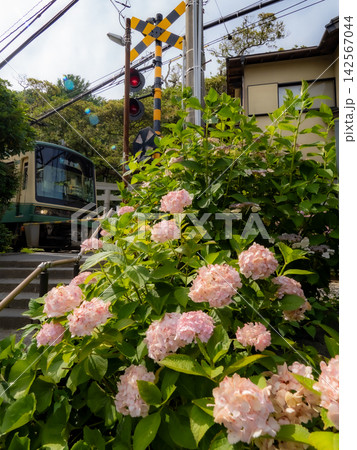 江ノ電と沿線の紫陽花のある風景 142567044