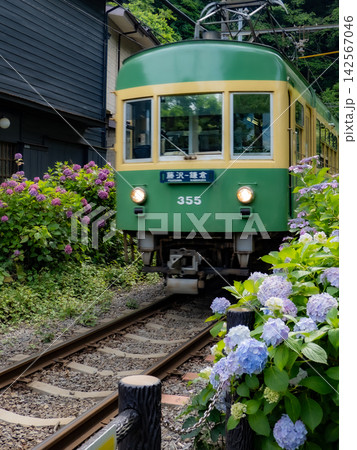 江ノ電と沿線の紫陽花のある風景 江ノ電と沿線の紫陽花のある風景 142567046