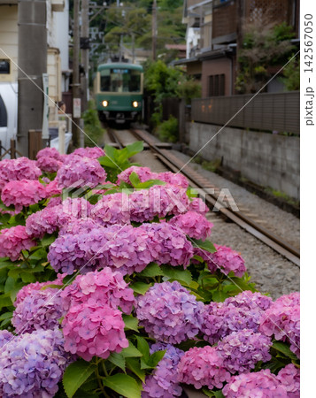 江ノ電と沿線の紫陽花のある風景 江ノ電と沿線の紫陽花のある風景 142567050