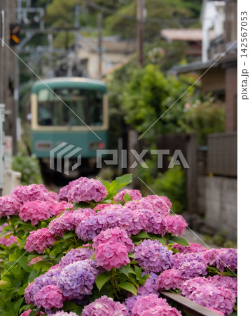 江ノ電と沿線の紫陽花のある風景 江ノ電と沿線の紫陽花のある風景 142567053