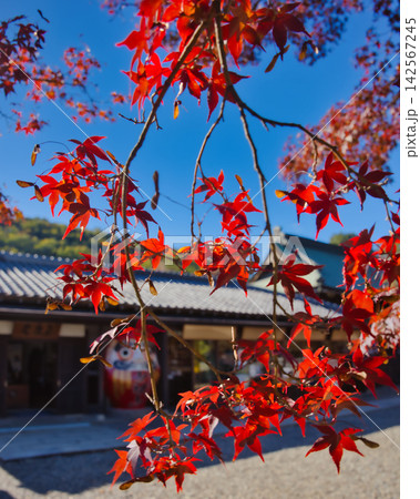 紅葉の名所/少林山達磨寺(群馬県高崎市) 紅葉の名所/少林山達磨寺(群馬県高崎市) 142567245