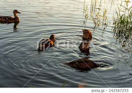 Ducks Swimming at Lake Shore at Sunset 142567255