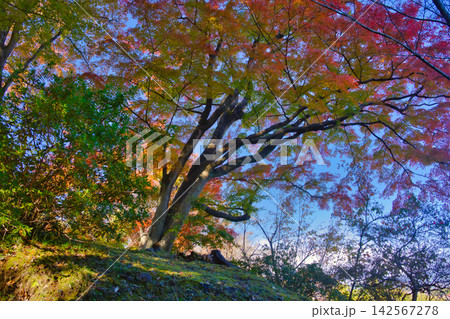 紅葉の名所/少林山達磨寺(群馬県高崎市) 紅葉の名所/少林山達磨寺(群馬県高崎市) 142567278