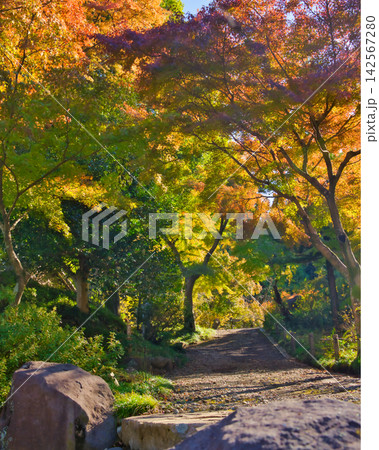 紅葉の名所/少林山達磨寺(群馬県高崎市) 紅葉の名所/少林山達磨寺(群馬県高崎市) 142567280