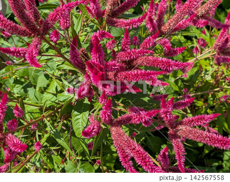 鮮やかな紅色のケイトウが咲く夏の花壇 鮮やかな紅色のケイトウが咲く夏の花壇 142567558