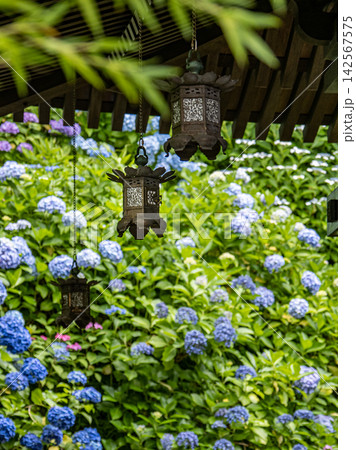 紫陽花のある長谷寺の風景 紫陽花のある長谷寺の風景 142567575