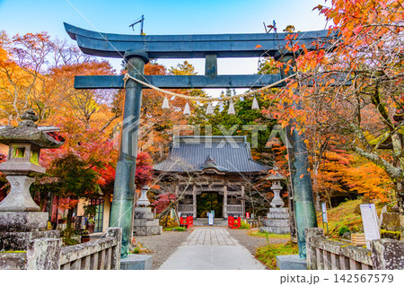 秋の快晴の朝 紅葉最盛期の榛名神社で美しい紅葉に囲まれた鳥居と向こうの随神門 142567579