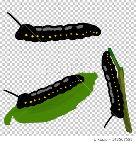 Larval of the sparrow Larval of the sparrow 142567589