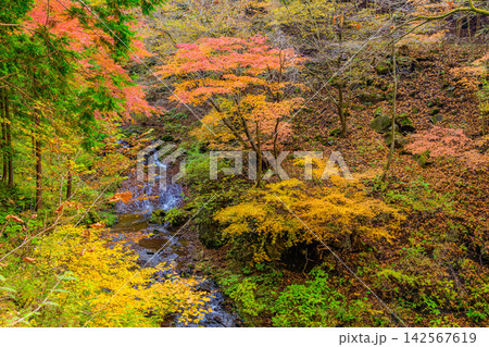 秋の快晴の朝 紅葉最盛期の榛名神社で参道沿いの森の中のせせらぎと美しい紅葉 秋の快晴の朝 紅葉最盛期の榛名神社で参道沿いの森の中のせせらぎと美しい紅葉 142567619