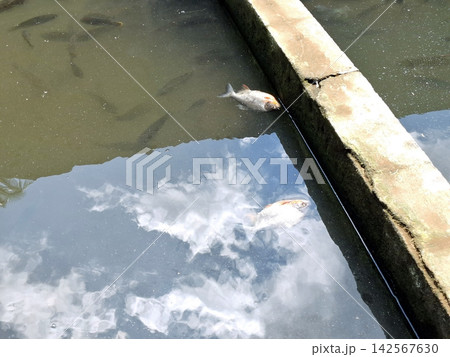 Dead fish floating on surface of polluted pond water with sky reflection in concrete tank. Dead fish floating on surface of polluted pond water with sky reflection in concrete tank. 142567630