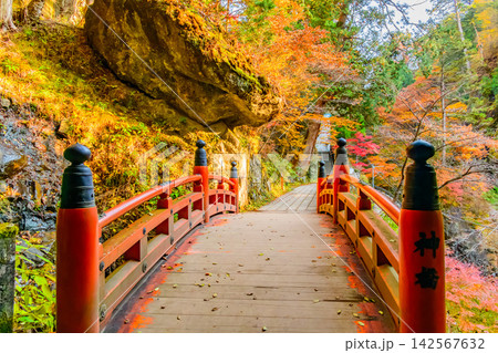秋の快晴の朝 紅葉最盛期の榛名神社で神橋と紅葉に囲まれた先へと続く石畳の風景 秋の快晴の朝 紅葉最盛期の榛名神社で神橋と紅葉に囲まれた先へと続く石畳の風景 142567632