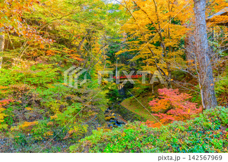 秋の快晴の朝 紅葉最盛期の榛名神社で参道から望む榛名川の流れとみそぎ橋 142567969