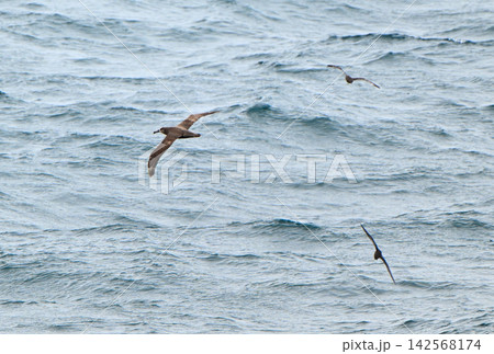太平洋の海面を飛ぶクロアシアホウドリとハシボソミズナギドリ 太平洋の海面を飛ぶクロアシアホウドリとハシボソミズナギドリ 142568174