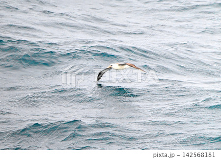 太平洋の海面を飛ぶコアホウドリ 太平洋の海面を飛ぶコアホウドリ 142568181