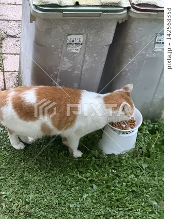 ご飯を食べる猫 142568358