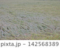 稲刈り間近に雨で倒伏した稲 142568389
