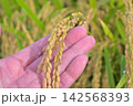 稲穂の状態を確認する手 142568393