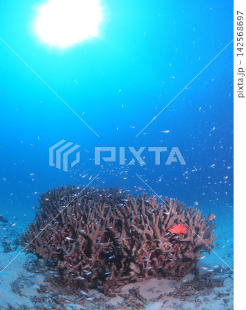 石垣島の枝サンゴに群れる小魚と太陽の光 142568697
