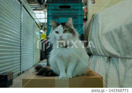 メキシコシティの市場で段ボール箱に座る長毛の飼い猫 メキシコシティの市場で段ボール箱に座る長毛の飼い猫 142568771