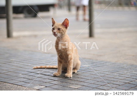 Stray ginger cat sitting on tiled street in Casablanca, Morocco urban scene Stray ginger cat sitting on tiled street in Casablanca, Morocco urban scene 142569179