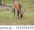 雄鹿 142569449
