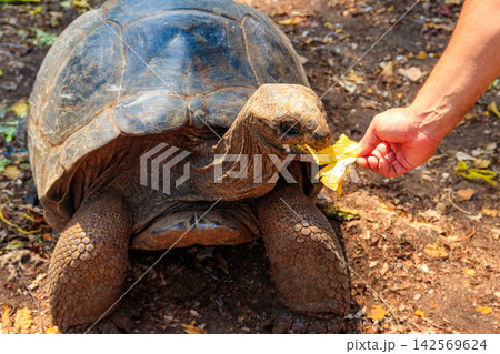 Person hand feeding aldabra giant tortoise on Prison island, Zanzibar in Tanzania 142569624