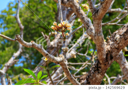 Beautiful blooming Plumeria tree, also known as Frangipani and Temple tree Beautiful blooming Plumeria tree, also known as Frangipani and Temple tree 142569629