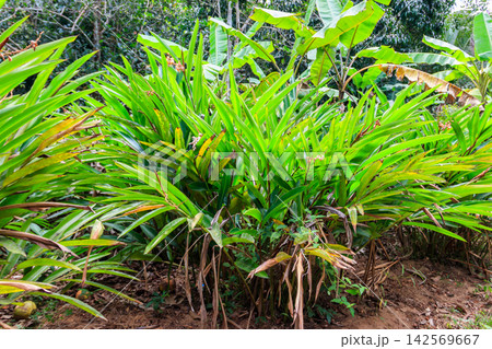 Cardamom or cardamon plant growing on the spice farm Cardamom or cardamon plant growing on the spice farm 142569667