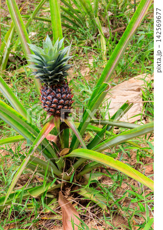 Pineapple plant with unripe fruit growing in the garden Pineapple plant with unripe fruit growing in the garden 142569677