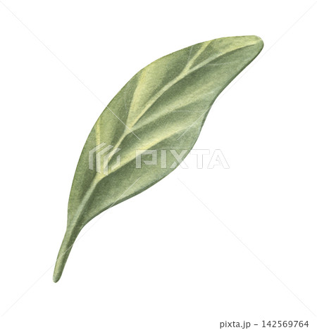 Blueberry leaf. Hand-painted watercolor illustration isolated on white for tea packaging, label, logo, branding, book, menu, printing, education materials, sticker, cosmetic, medicine, product, design Blueberry leaf. Hand-painted watercolor illustration isolated on white for tea packaging, label, logo, branding, book, menu, printing, education materials, sticker, cosmetic, medicine, product, design 142569764
