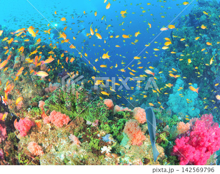 伊東の海に広がる熱帯魚の群れとピンクのソフトコーラル 伊東の海に広がる熱帯魚の群れとピンクのソフトコーラル 142569796