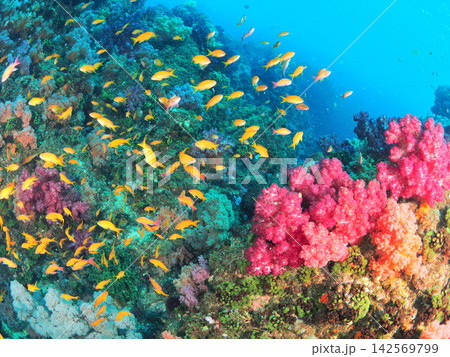 鮮やかなピンクのトサカと熱帯魚 伊東の根 142569799