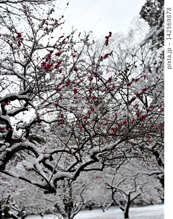 白雪を纏う枝々に鮮やかな紅梅が咲く早春の雪景色 白雪を纏う枝々に鮮やかな紅梅が咲く早春の雪景色 142569878