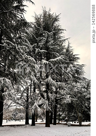 白雪を纏い雄大にそびえる針葉樹と雪原の冬景色 白雪を纏い雄大にそびえる針葉樹と雪原の冬景色 142569888