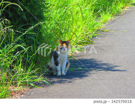 道端にたたずむ野良猫のいる風景 道端にたたずむ野良猫のいる風景 142570018
