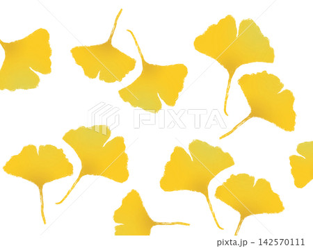 イチョウの葉　紅葉　複数 142570111