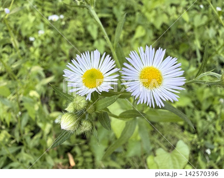 野原に咲くハルジオンの白い花のクローズアップ 野原に咲くハルジオンの白い花のクローズアップ 142570396