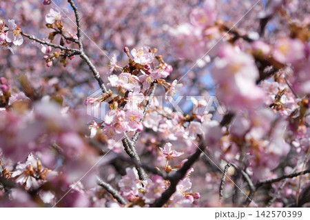 青空に映える早咲きの河津桜のクローズアップ 142570399